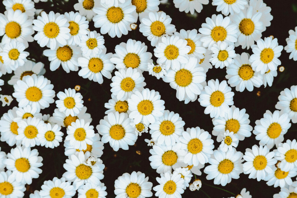 Vibrant White Daisies with Yellow Centers - Cheerful Floral Wallpaper