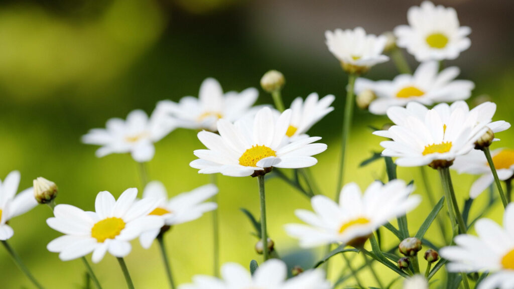 Vibrant White Daisies on Green Background - Springtime Wallpaper 2560x1440