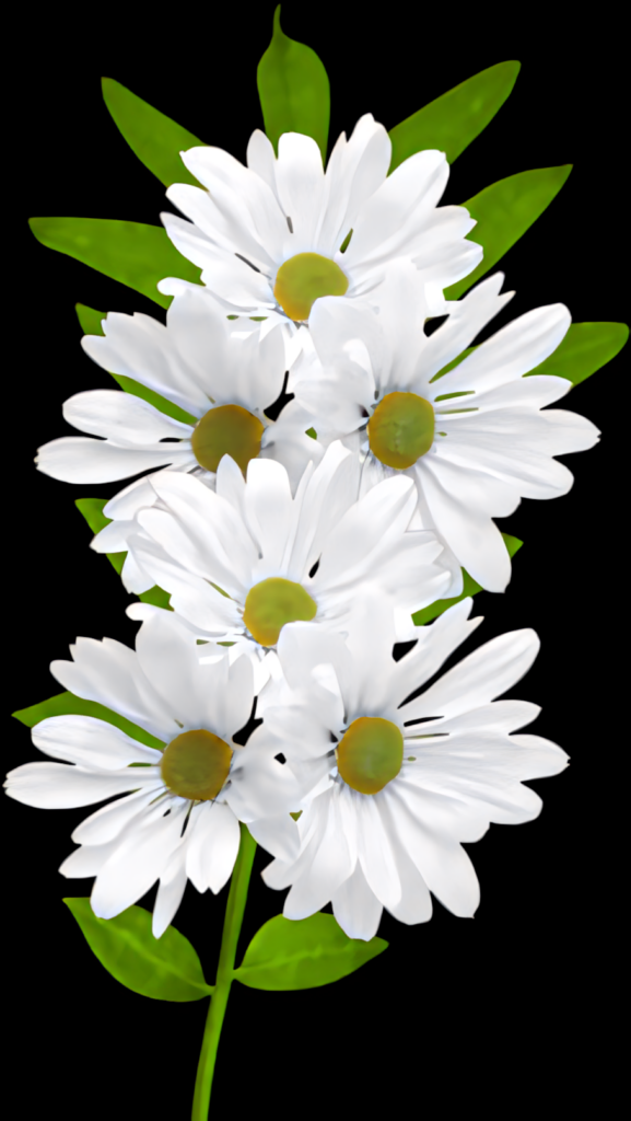 Vibrant White Daisies on Black: Nature's Contrast Wallpaper