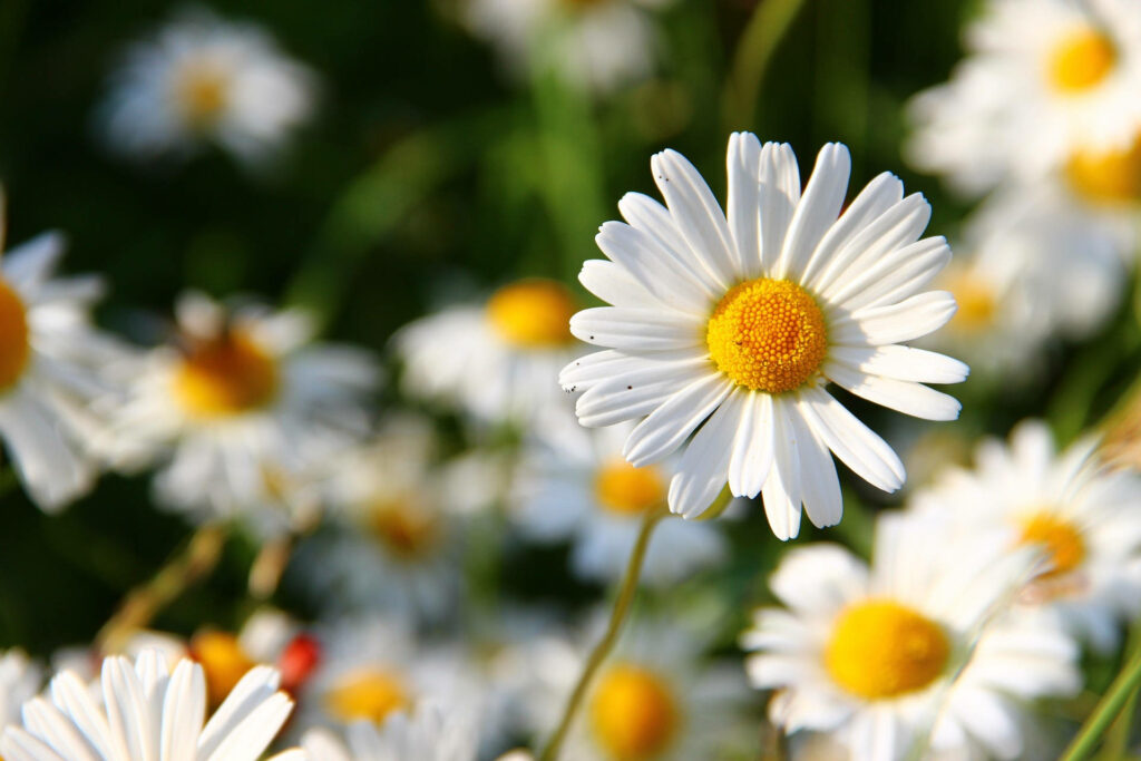 Vibrant White Daisy Wallpaper: Cheerful Floral Background