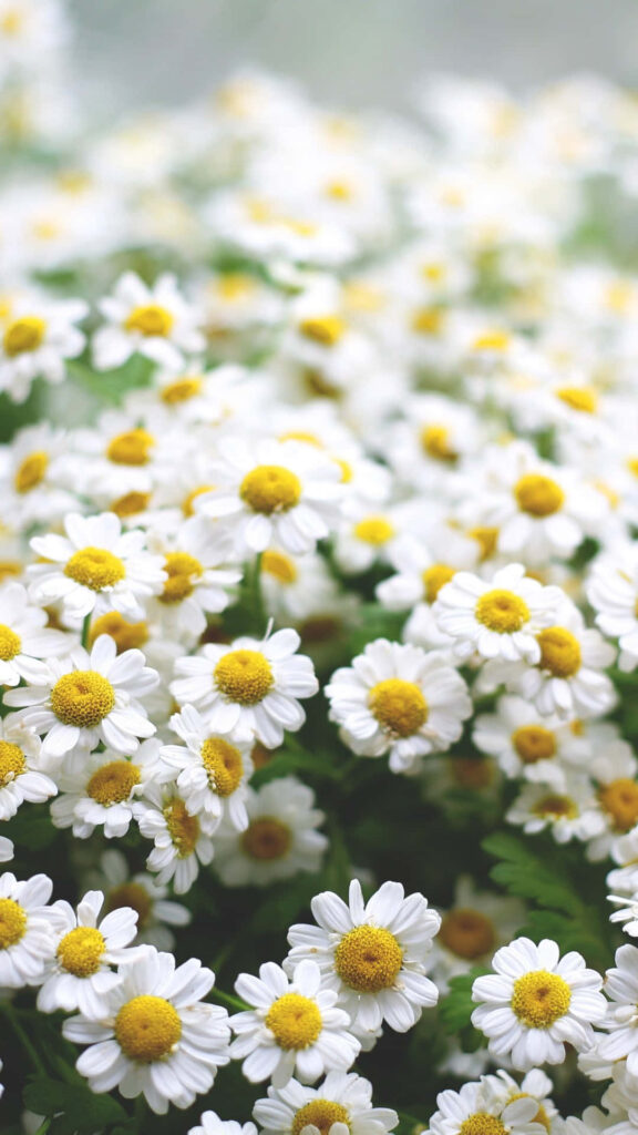 Lively Spring Garden iPhone Wallpaper: Blossoming White Daisies