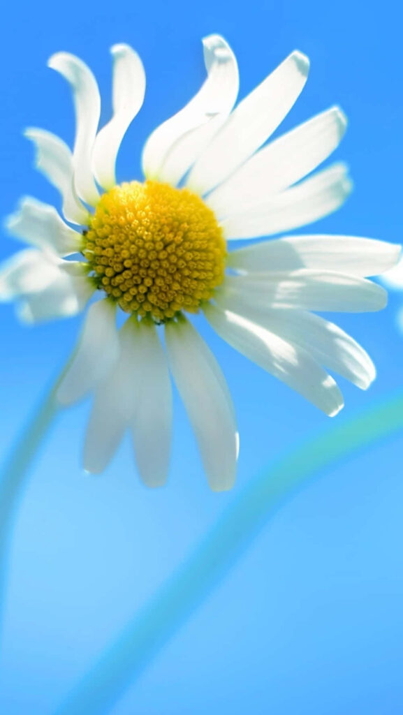 Vibrant White Daisy with Yellow Center Against Clear Blue Sky Wallpaper