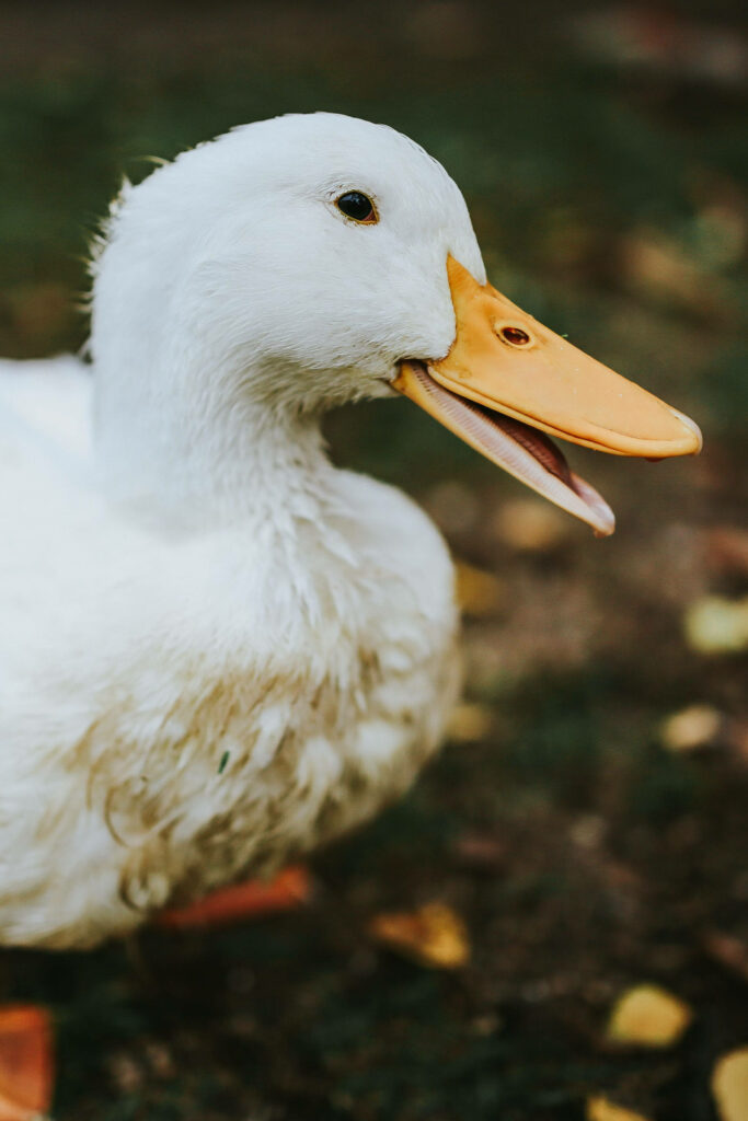 Vibrant White Duck with Orange Bill: Serene Nature Wallpaper
