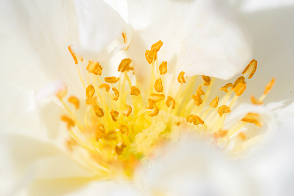 Vibrant White Flower Macro Close-Up Wallpaper with Yellow Pollen
