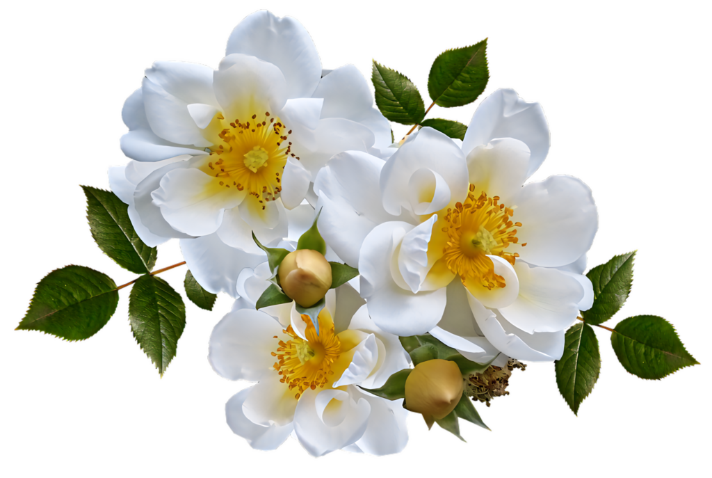 Vibrant White Wild Roses on Transparent Background - Elegant Wallpaper