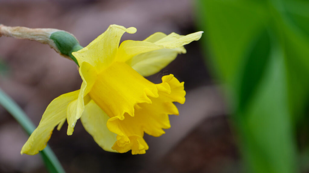 Vibrant Wild Daffodil Wallpaper: Bright Yellow Springtime Beauty