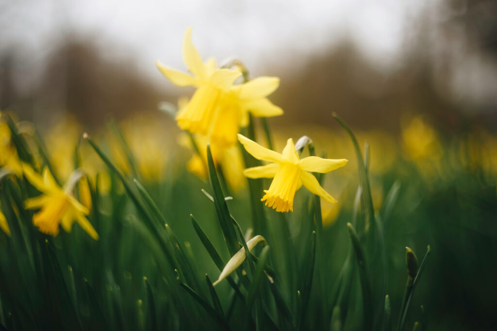 Vibrant Wild Daffodils Wallpaper: Stunning Tilt-Shift Floral Scene
