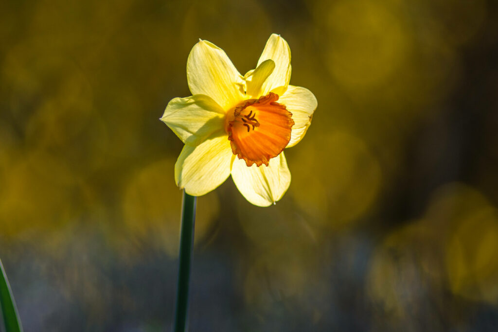 Vibrant Daffodil Wallpaper: Blooming Beauty with Bokeh Background