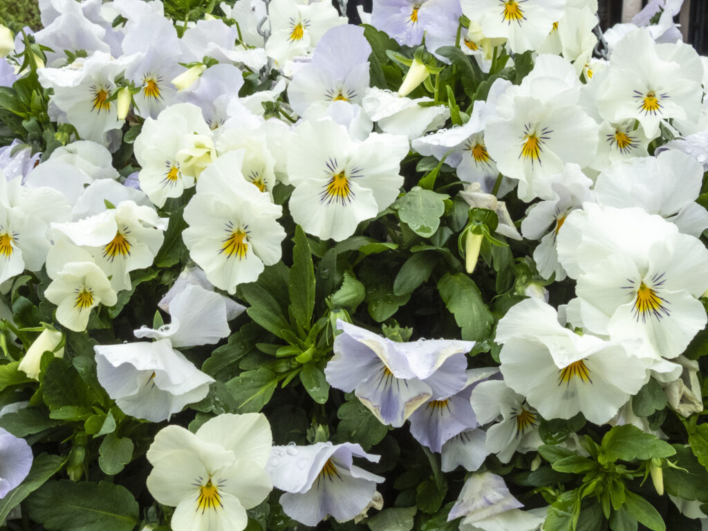 Vibrant Wild Pansy Flowers Wallpaper: Serene Floral Background