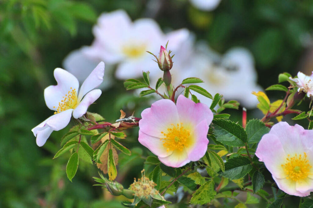 Vibrant Wild Roses Wallpaper: Pink Blooms & Lush Green Background