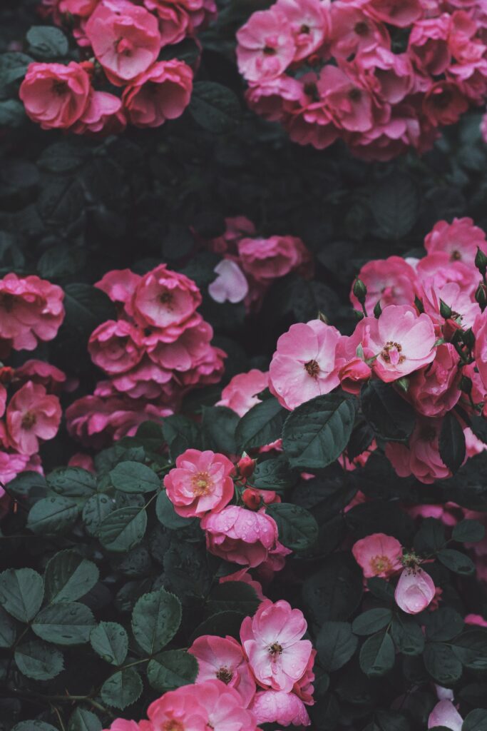 Lush Wild Roses Wallpaper: Vibrant Pink Blossoms & Green Foliage