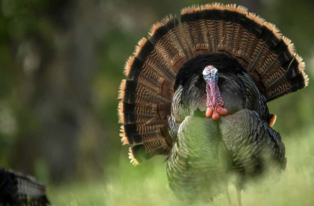 Vibrant Wild Turkey Wallpaper for an Adventurous Thanksgiving Background