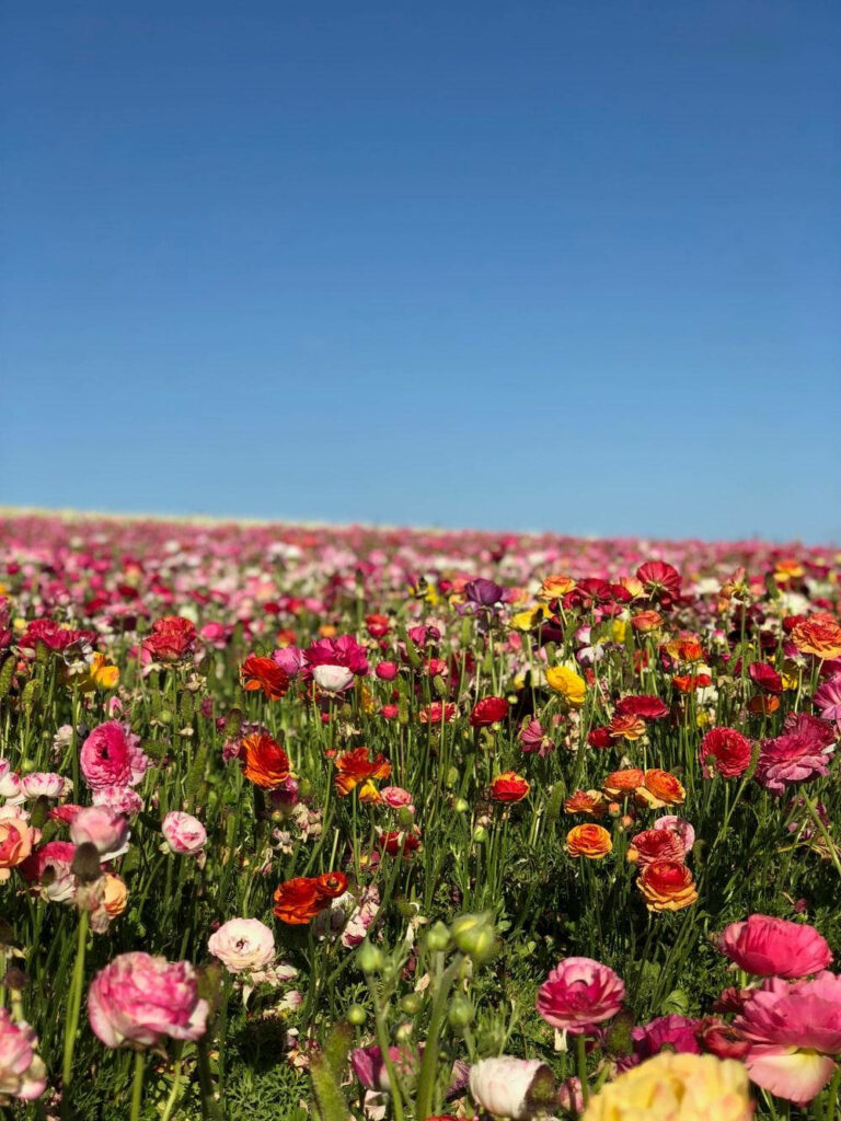 Vibrant Wildflower Field Under Clear Blue Sky - Spring Beauty Wallpaper