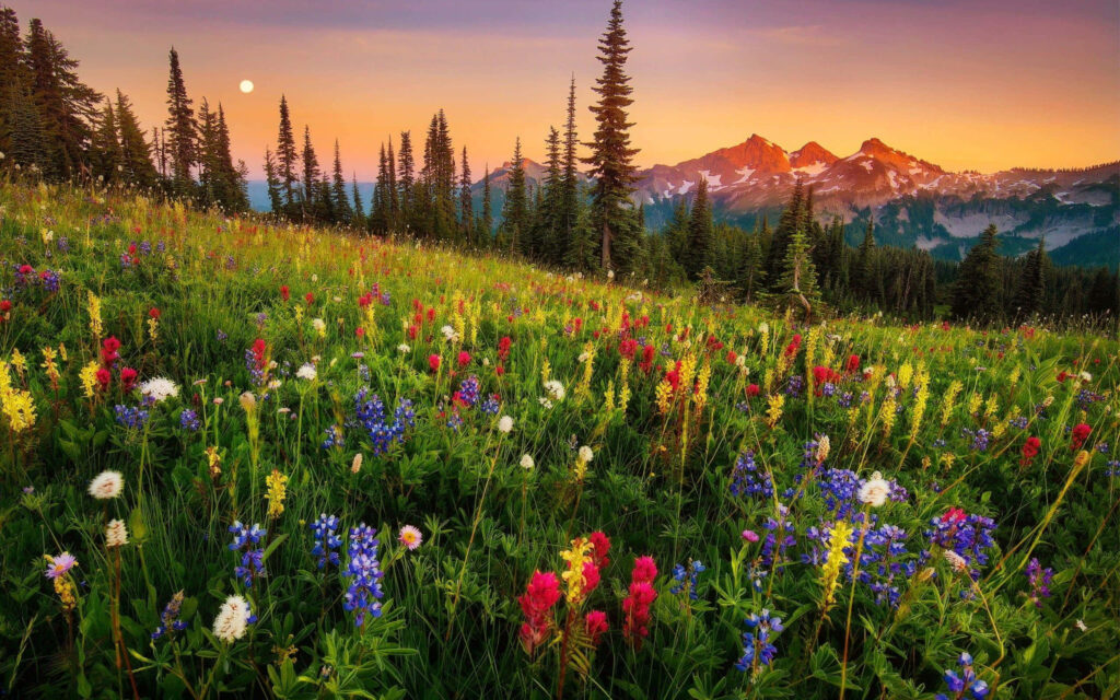 Colors of Nature: Wildflower Field & Mountains at Sunset Wallpaper