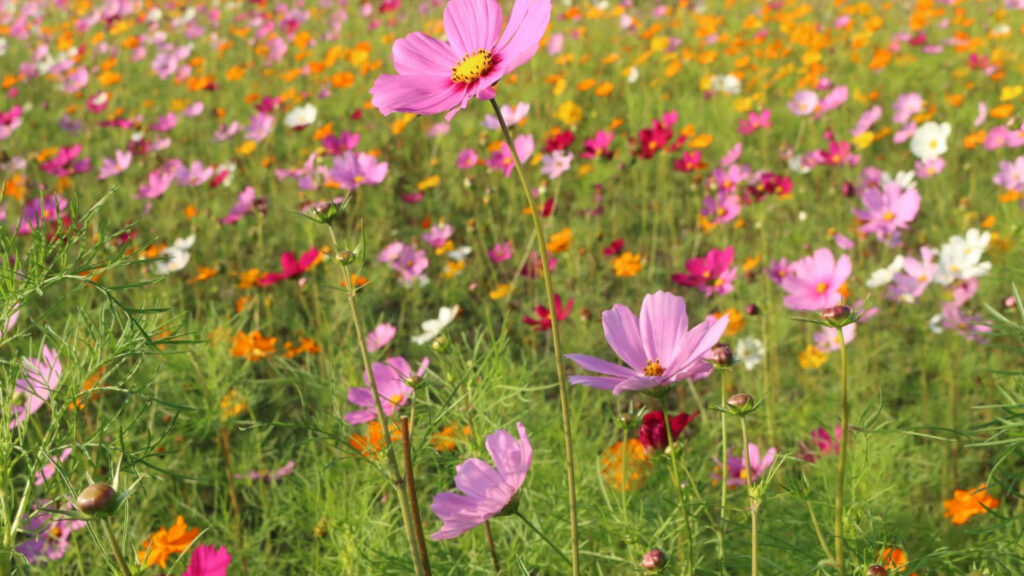Vibrant Wildflower Field: A Colorful Spring Background Wallpaper