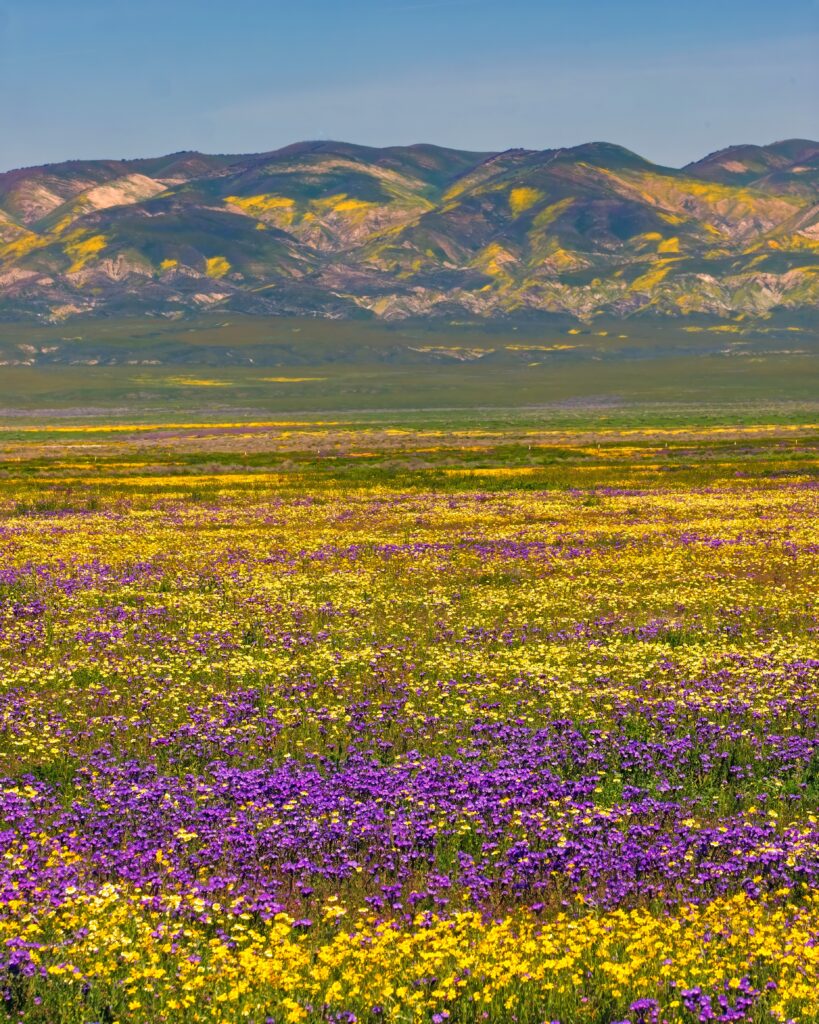 Vibrant wildflower field with purple and yellow blooms beneath colorful mountains and blue sky Wallpaper