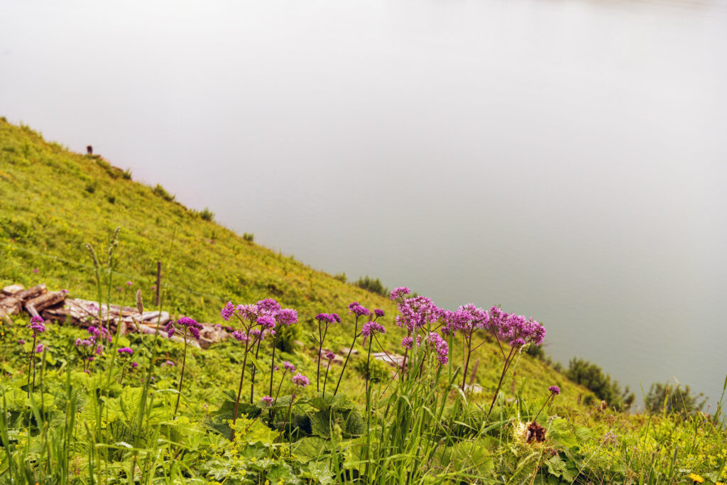 Tranquil Landscape Wallpaper: Vibrant Wildflowers & Misty Lake
