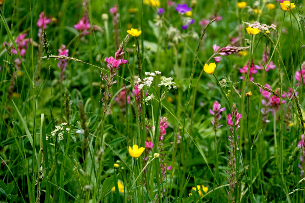 Vibrant Meadow Wildflower Wallpaper: Pink, Yellow, Purple Bliss
