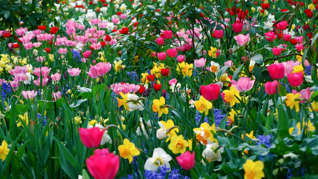 Vibrant Wildflower Tapestry: A Colorful Floral Background Wallpaper
