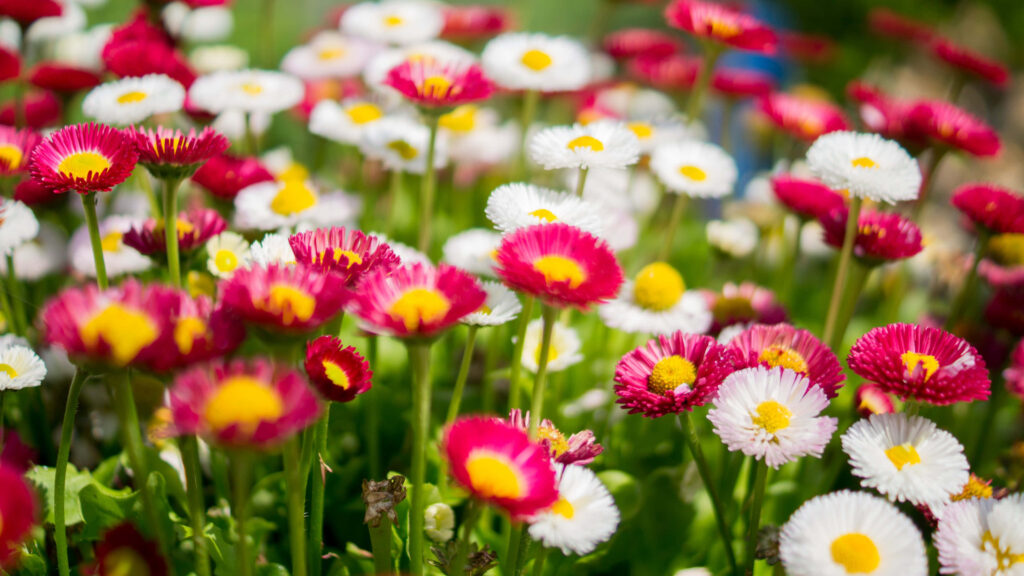 Vibrant Wildflower Wallpaper: Colorful Daisies in Lush Spring Garden