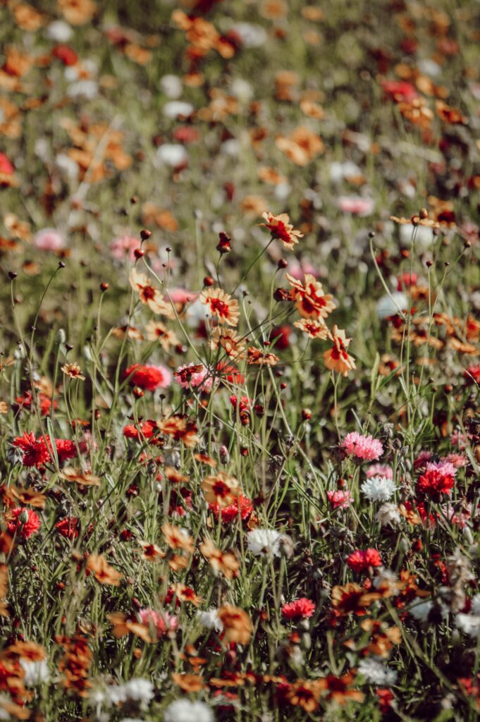 Vibrant Wildflower Meadow Wallpaper: Colorful Spring Background