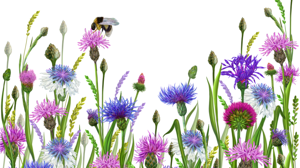 Vibrant Wildflower Wallpaper with Bee on White Background