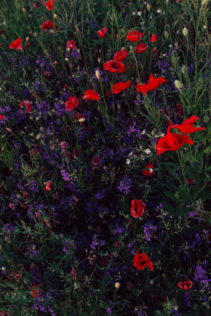 Stunning Wildflower Wallpaper: Vivid Red Poppies & Consolida Blooms