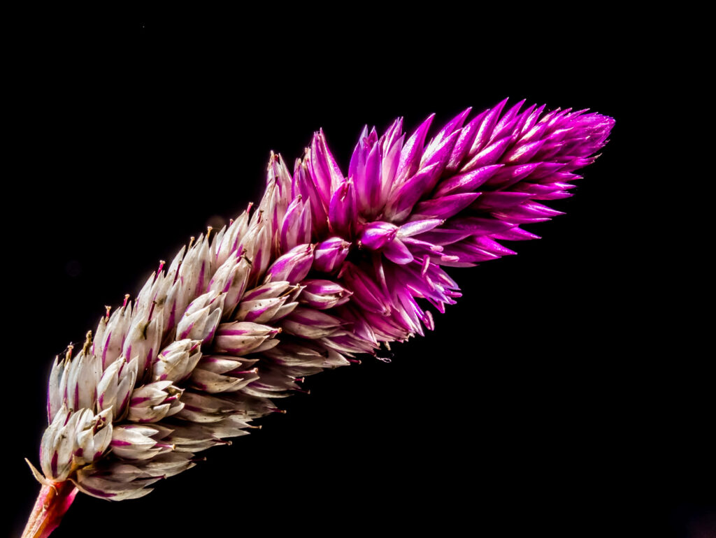 Vibrant Wildflower Close-Up Wallpaper on Dark Background