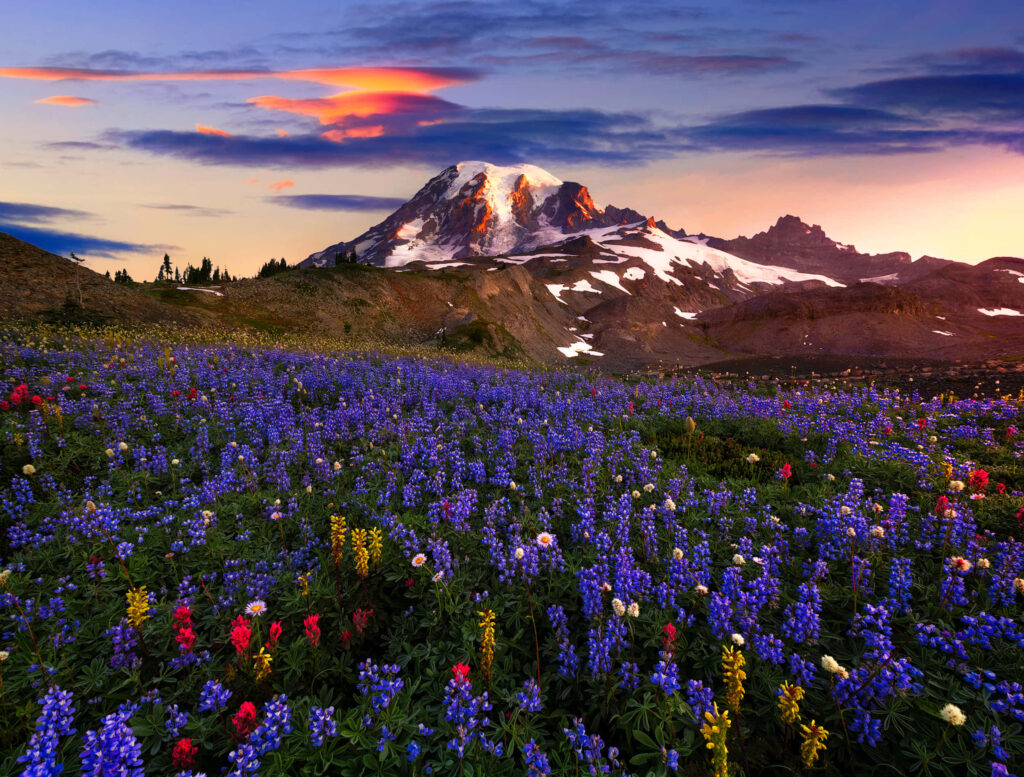 Breathtaking Wildflower Meadow & Snow-Capped Mountain Wallpaper