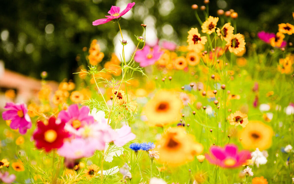 Colorful Wildflowers in Bloom: A Joyful Spring Background Wallpaper