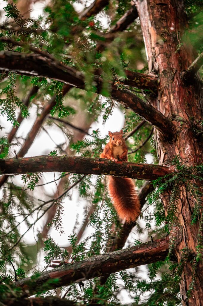 Vibrant Wildlife Wallpaper: Squirrel on Tree Branch with Details