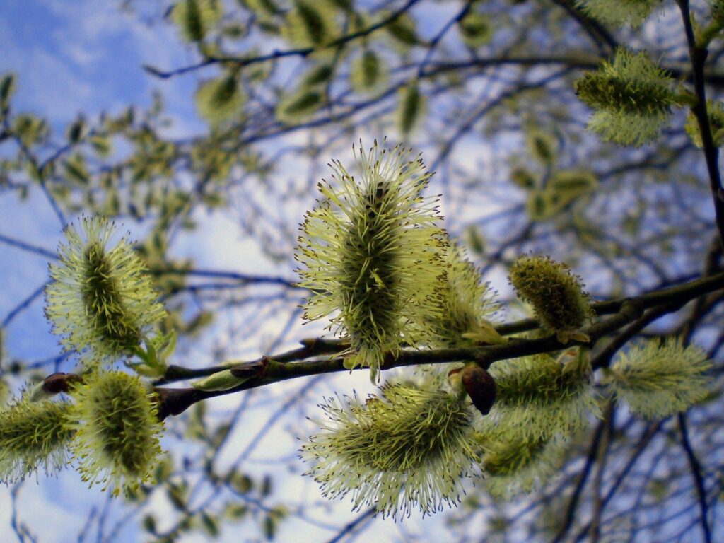 Vibrant Willow Branch Wallpaper: Spring's Delicate Budding Beauty