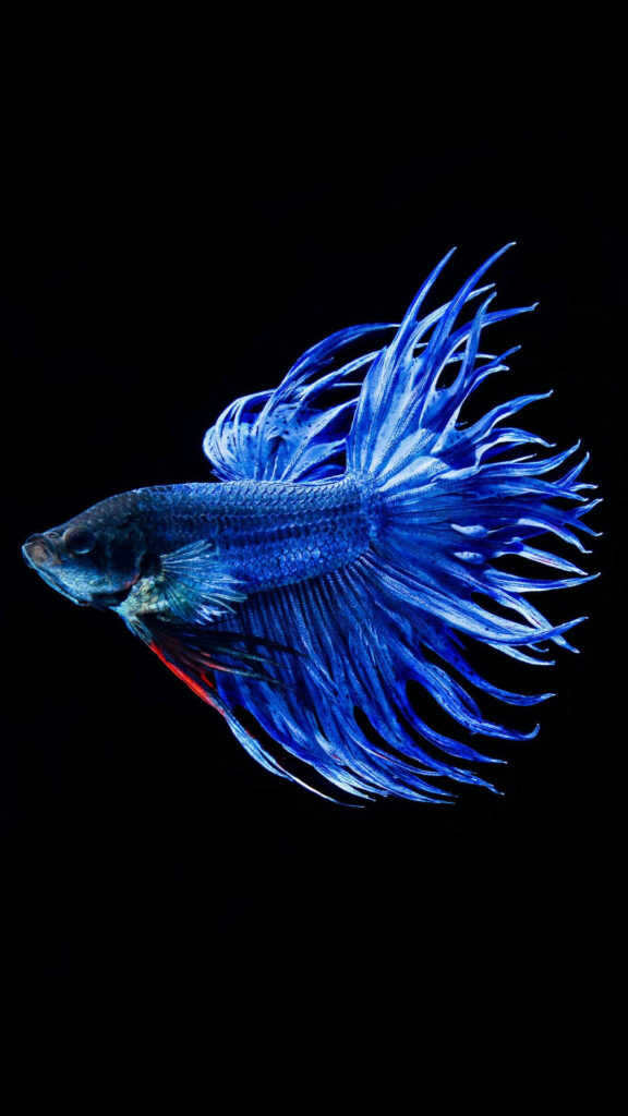 Vibrant Winged Fantasy: The Stunning Betta Fish Poses Majestically Against a Black Canvas Wallpaper