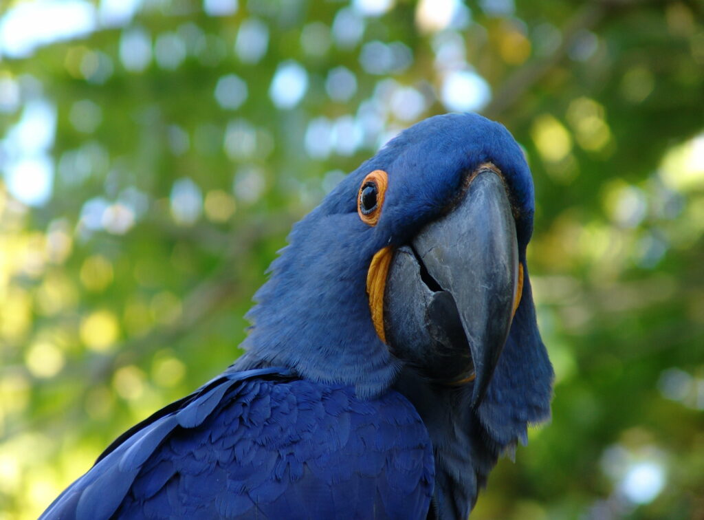 Vibrant Avian Beauty: A Majestic Blue Parrot in Stunning 4K Wallpaper