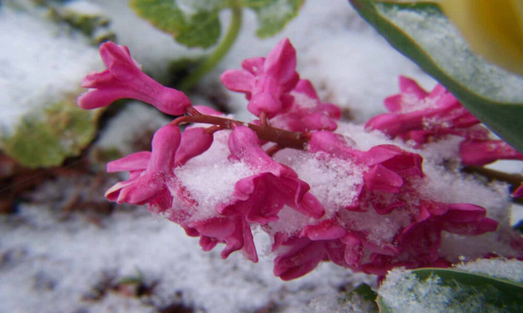 Vibrant Winter Flowers Blooming with Snow - Stunning Background Wallpaper