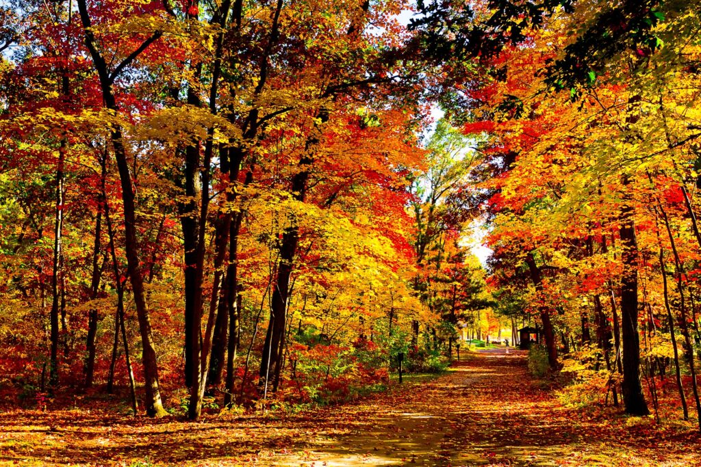 Autumn forest path in Wisconsin with colorful orange yellow red leaves and sunlight shining Wallpaper