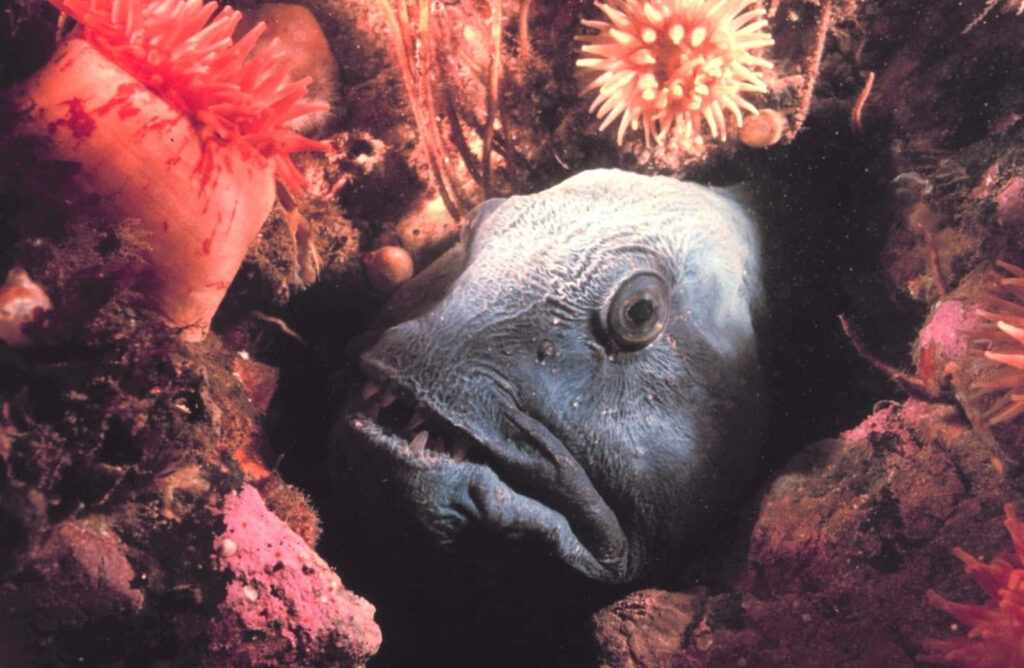 Vibrant Wolf Eel and Colorful Anemones - Marine Life Wallpaper