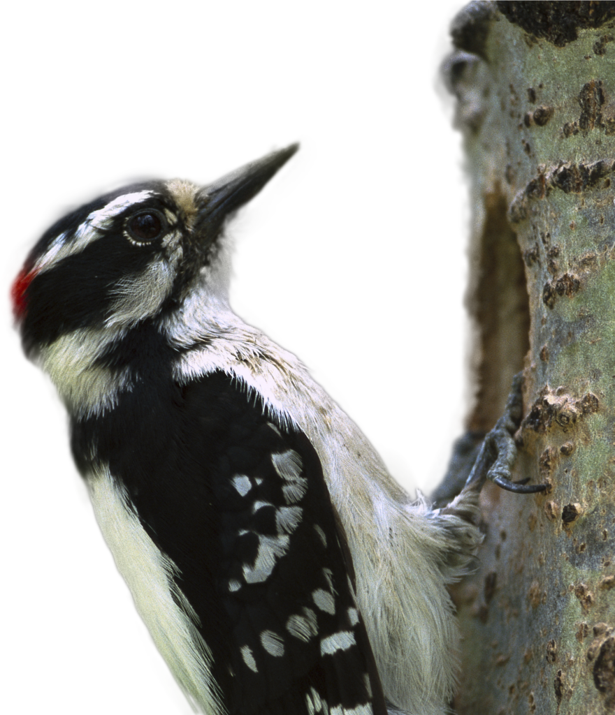 Elegant Woodpecker Wallpaper: Vibrant Bird on Textured Tree Background