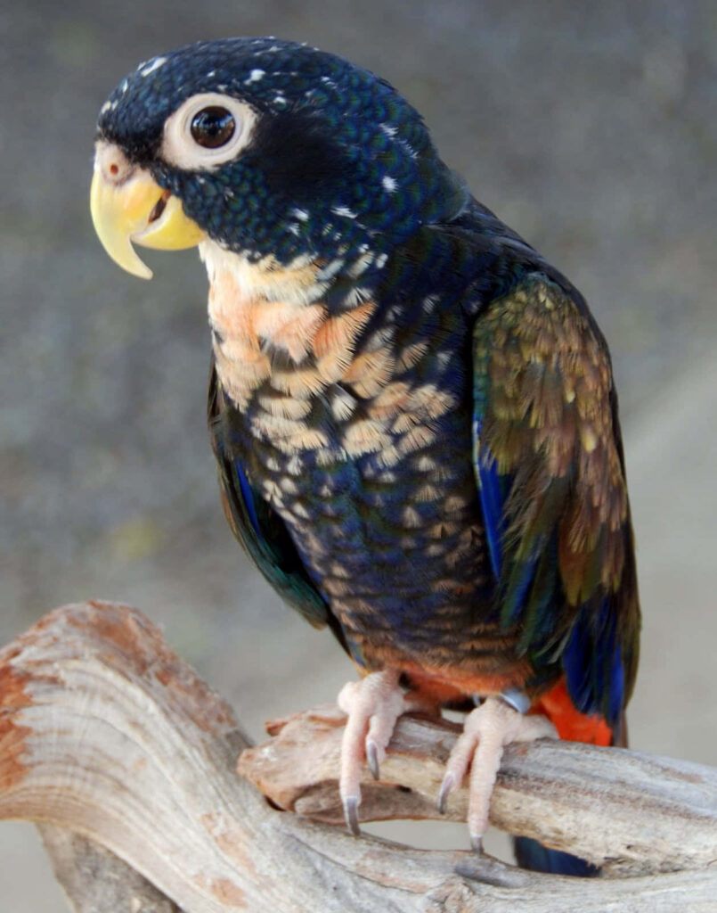Vibrant Woodpecker Wallpaper: Stunning Plumage on Tree Branch