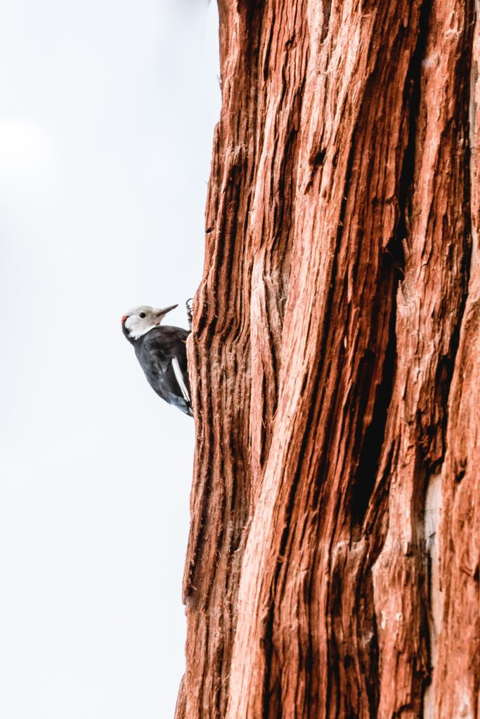Vibrant Woodpecker Wallpaper on Textured Bark with Blurred Background