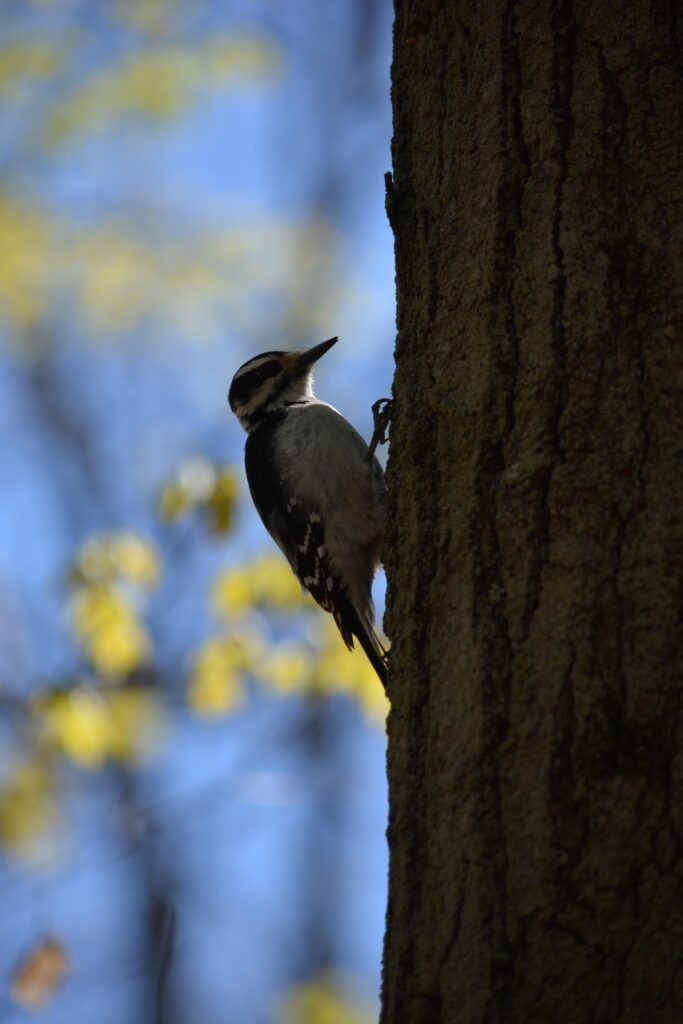 Woodpecker on Tree Bark: Vibrant Nature Wallpaper with Soft Blur