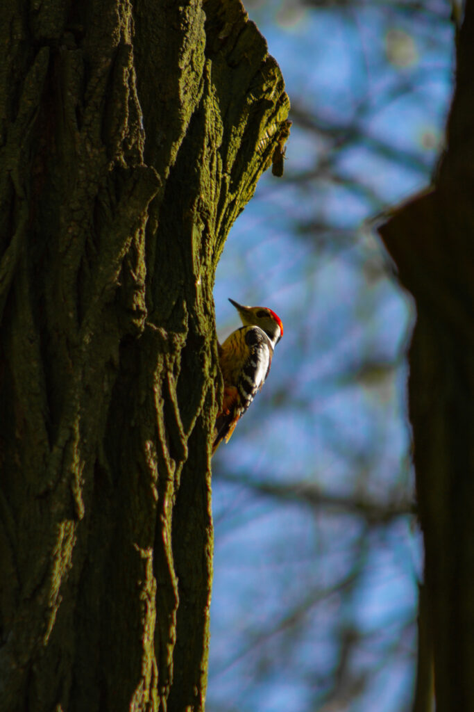 Vibrant Woodpecker Perched on Tree Trunk: High-Res Nature Wallpaper