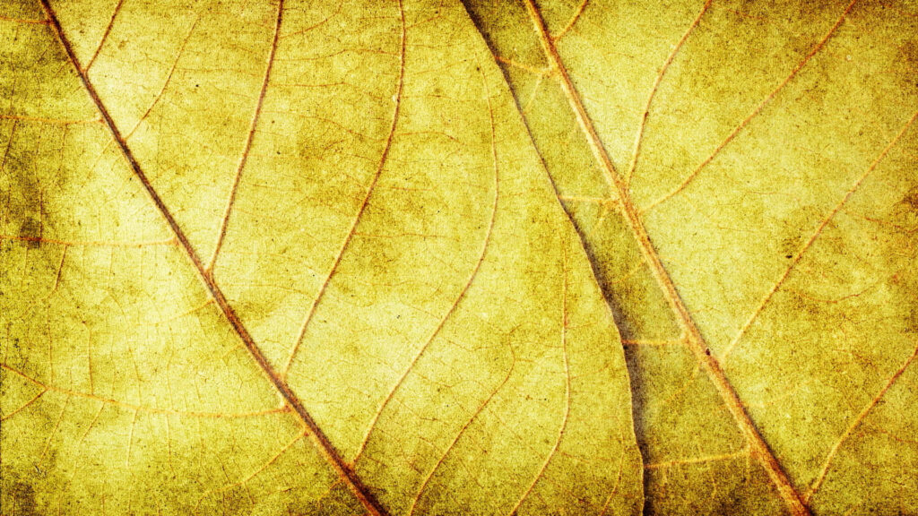 Vibrant Yellow Abstract Wallpaper with Leaf-Like Textures