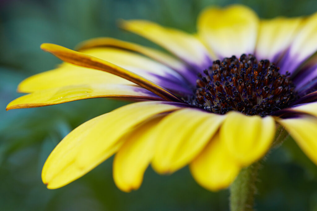 Vibrant African Daisy Close-Up: Yellow Petals & Central Disk Wallpaper
