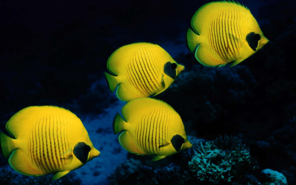 Vibrant yellow angelfish swimming gracefully over colorful coral reef underwater wallpaper