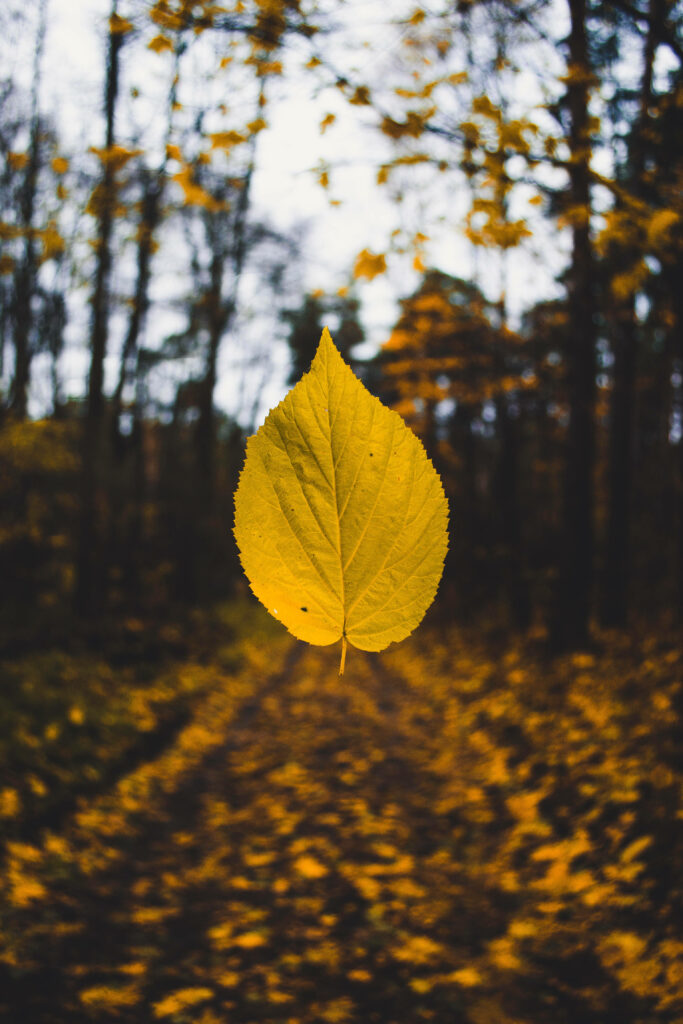 Vibrant Yellow Autumn Leaf Wallpaper: Peaceful Forest Background
