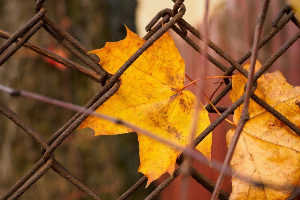 Vibrant Yellow Autumn Leaf on Rusted Fence – Nature Wallpaper