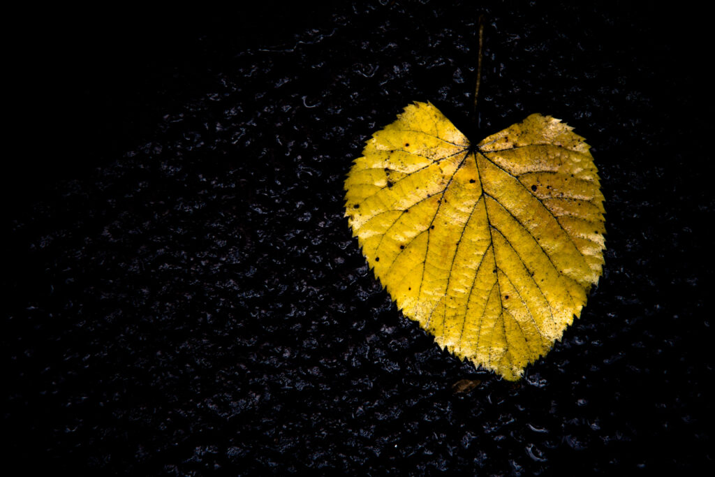 Yellow autumn leaf with rich texture on dark textured background minimalist nature wallpaper
