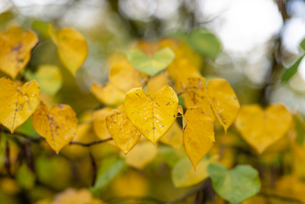 Vibrant Yellow Autumn Leaves with Raindrops - Macro Wallpaper