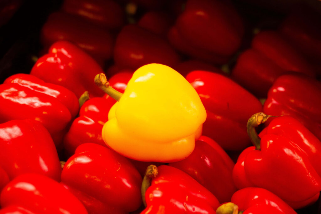 Vivid yellow bell pepper prominently contrasts with red bell peppers colorful wallpaper background